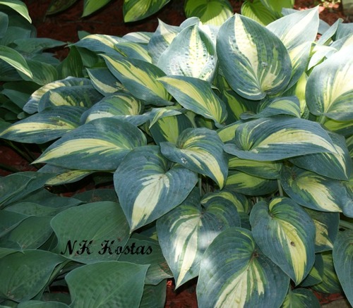 Hosta 'Remember Me' - Funkia Nowość!
