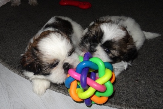 SHIH-TZU szczeniaki 6 tygodni 