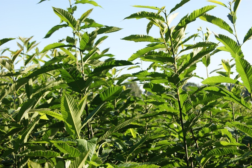 Kasztan Jadalny SADZONKI 80CM castanea sativa