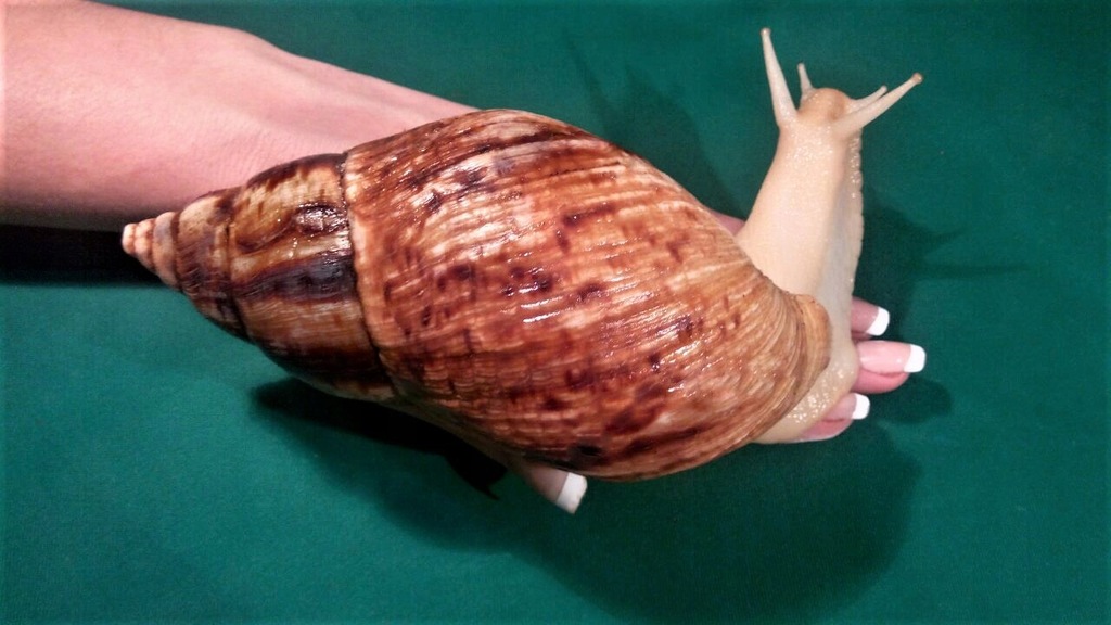 Achatina Reticulata Albino 7 cm.
