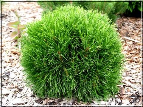 Sosna górska VARELLA KOSODRZEWINA 30cm / PRODUCENT