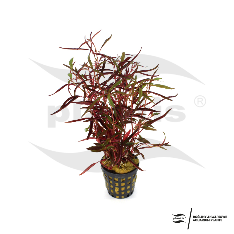 Alternanthera colorata RED - uprawa podwodna