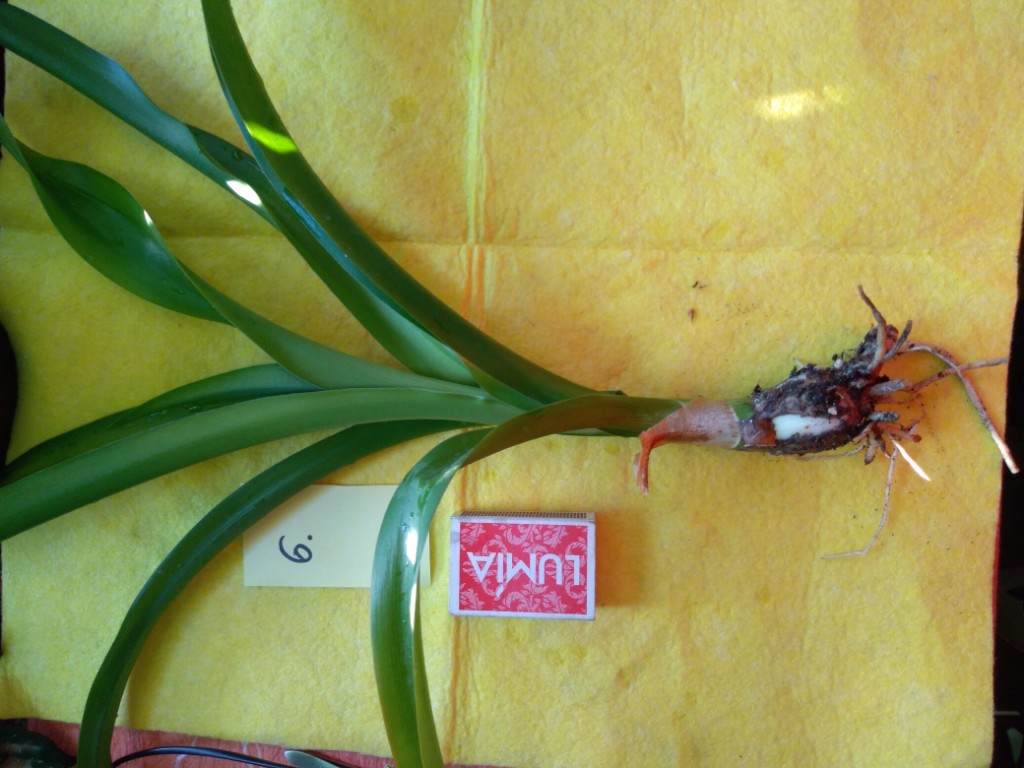 Krynka azjatycka. Crinum asiaticum