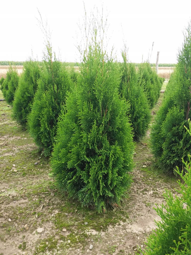 Thuja SMARAGD Tuja SZMARAGD 100-120 CM Producent!