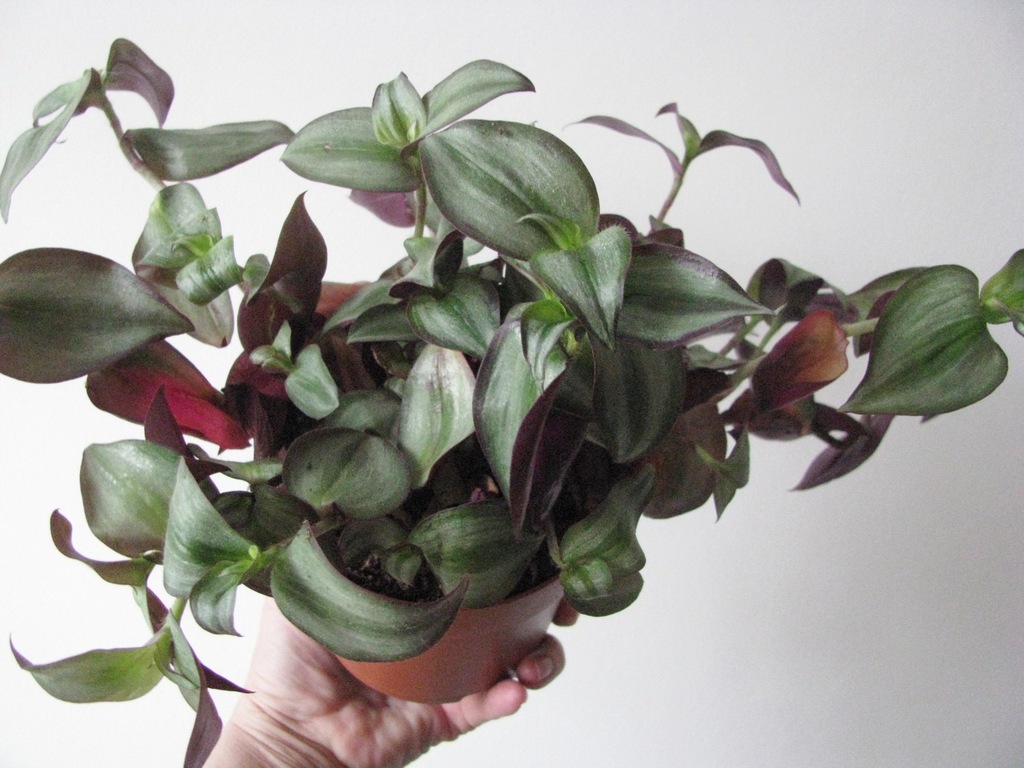 Trzykrotka fioletowo-srebrna - Tradescantia 35 cm