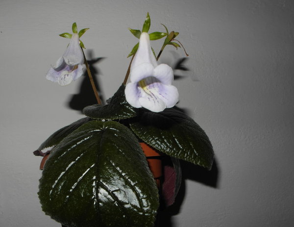 Sinningia eumorpha