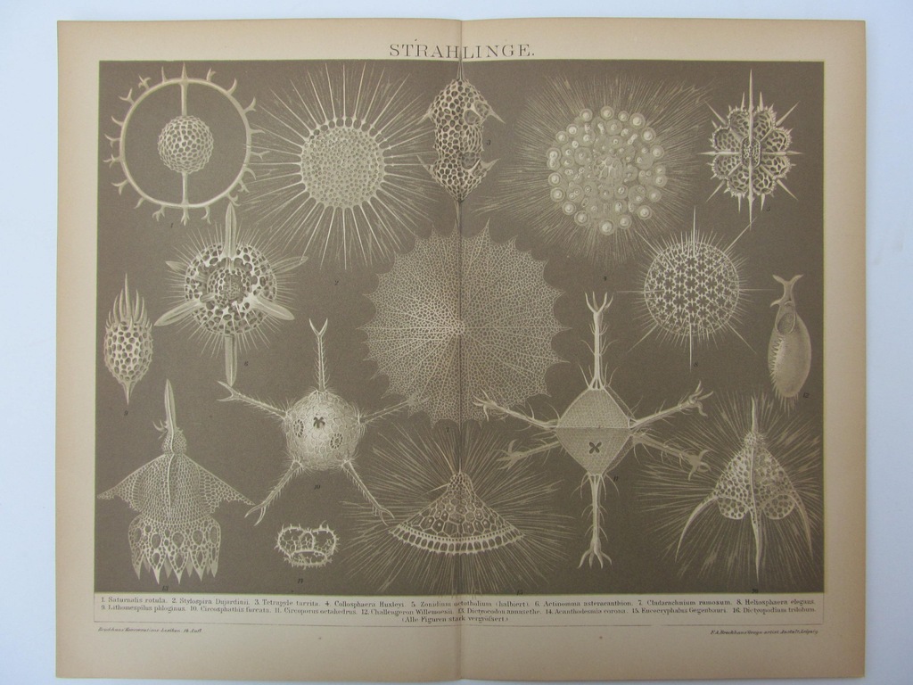 BIOLOGIA PROMIENICE barwna rycina 1898 r.