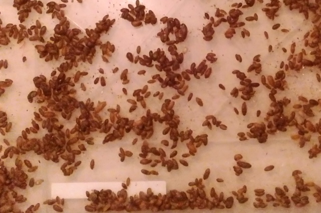 Karaczan argentyński wylęg 0,5-1,2cm 100szt