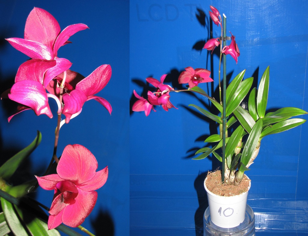 dendrobium phalenopsis storczyk THAILAND BLACK