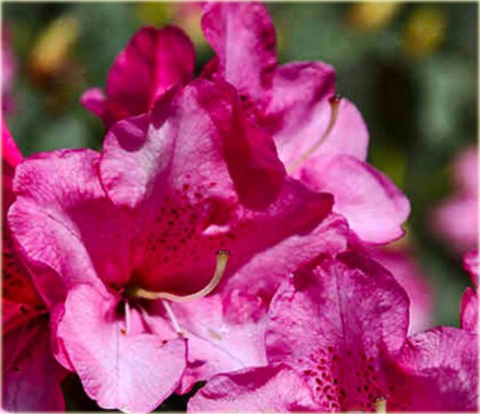 Rododendron williamsianum Aprilglocke lilioworóżow