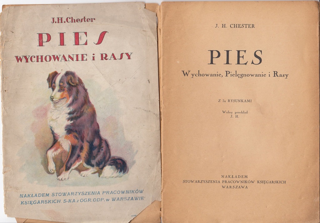 Pies Wychowanie Pielęgnowanie i Rasy Chester 1931r
