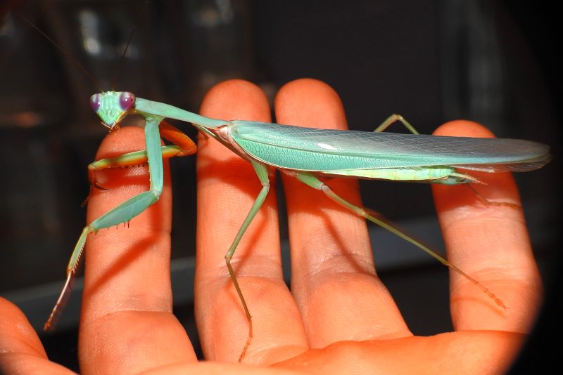  NIEBIESKA MODLISZKA Hierodula kalimantan