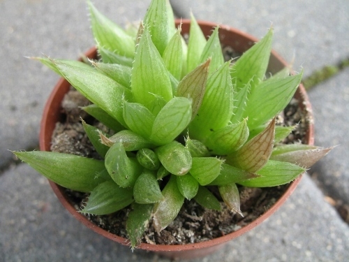 Haworsja haworthia cooperi