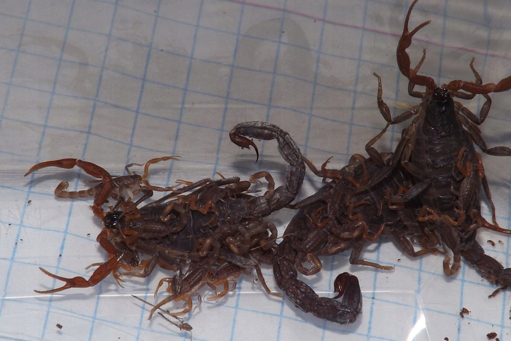 Skorpiony Lychas tricarinatus (sp. India) L2/L3