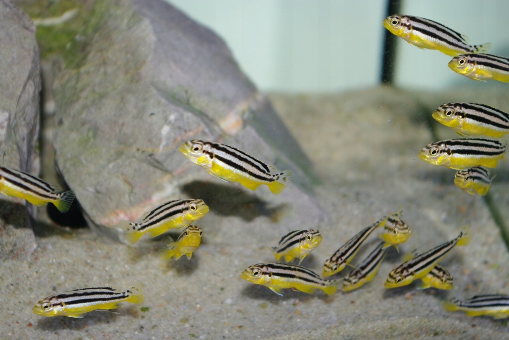 Melanochromis Auratus--Pyszczaki Malawi