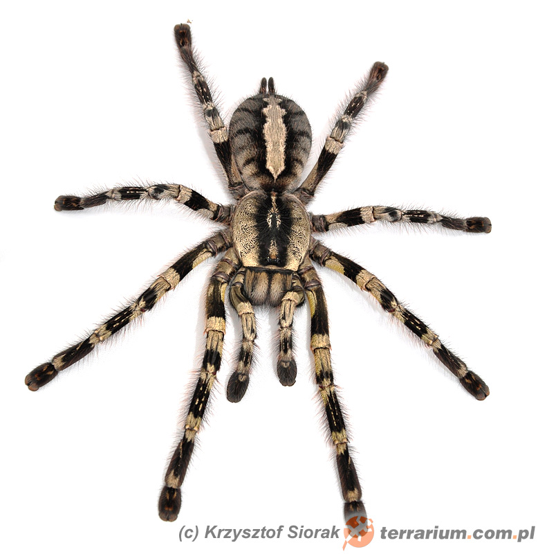 Arent - Poecilotheria smithi L2 + GRATIS