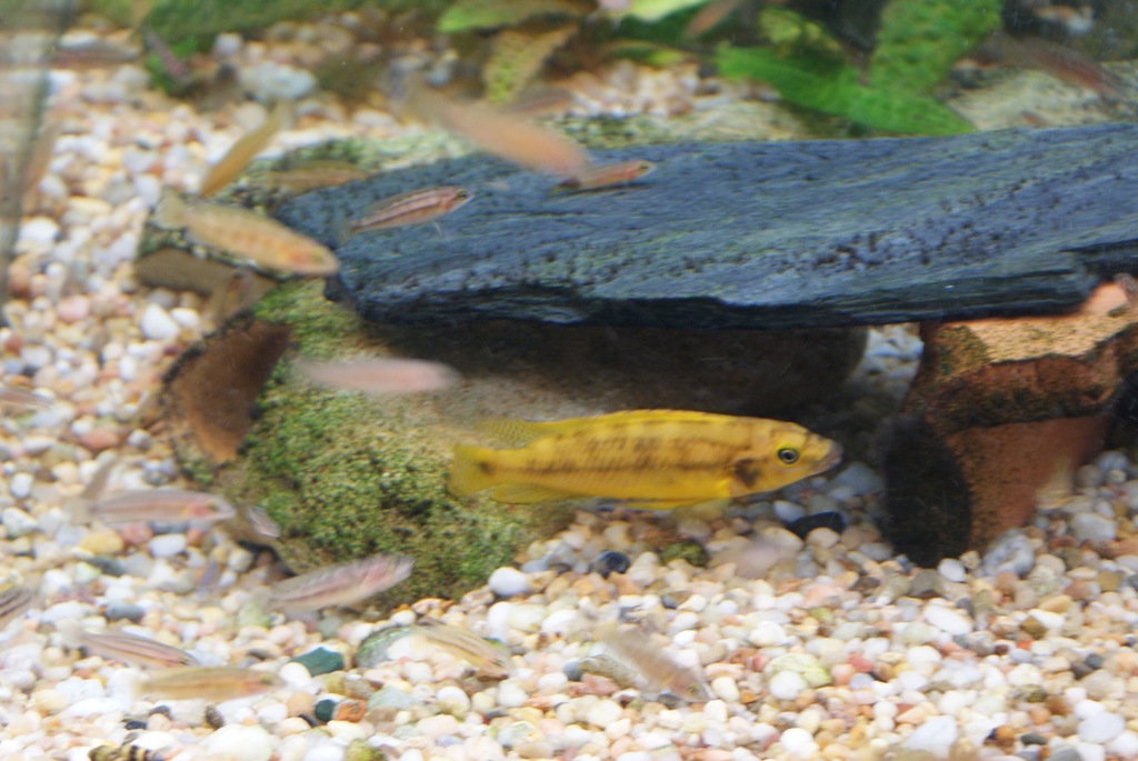 Chalinochromis Bifrenatus Orange AQUA LAB