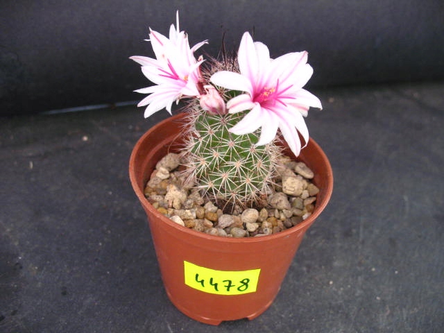 Kaktusy Mammillaria fraileana nr4478 don7cm