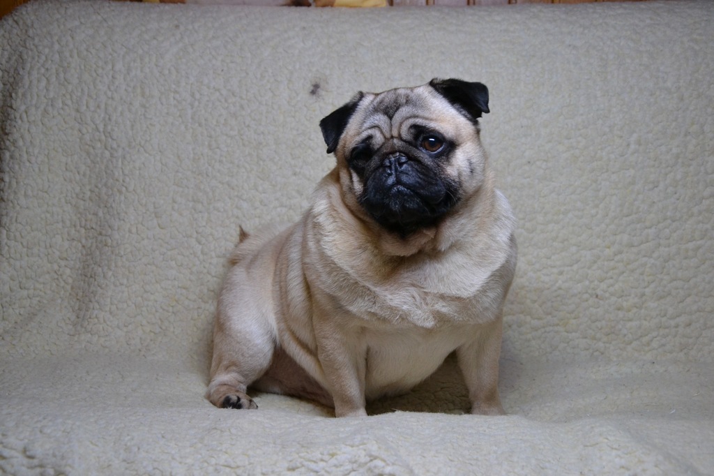 MOPS , MOPSY, szczenięta ZwKwP FCI 7433278915 oficjalne archiwum