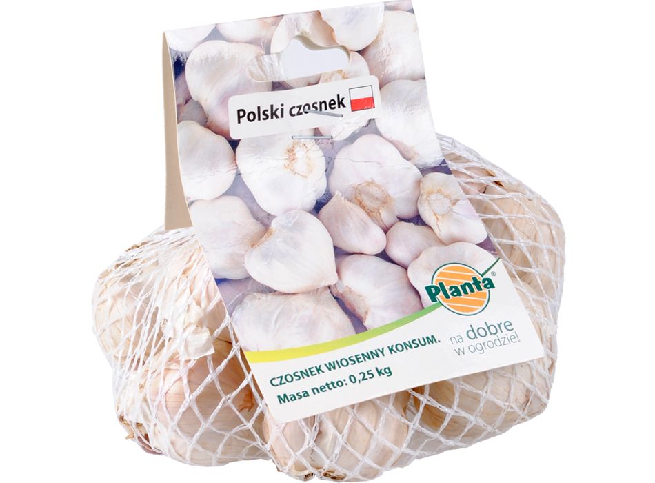 CZOSNEK WIOSENNY JARY KONSUMPCYJNY POLSKI 0,25kg