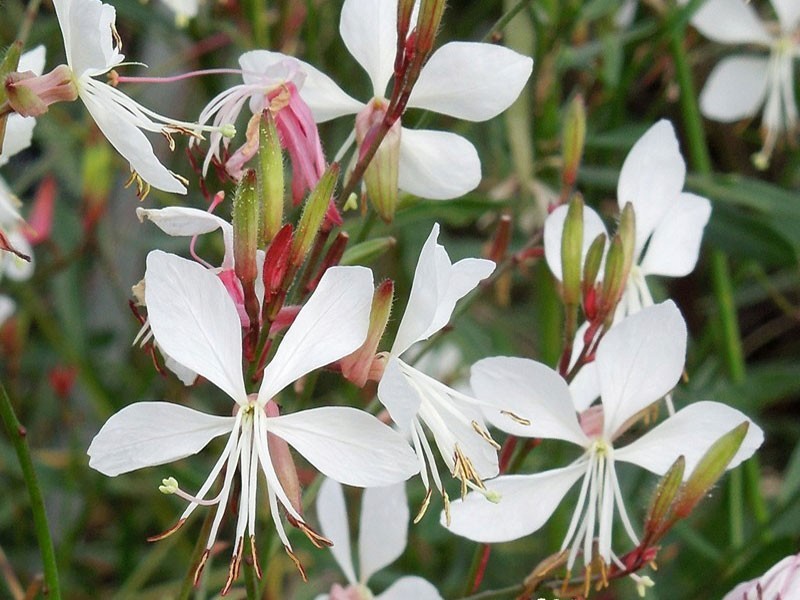 gaura biała Whirling Butterflies - Byliny Farm