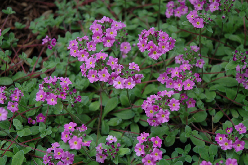 Naradka Androsace sarmentosa v Chumbyi