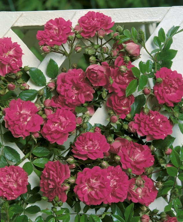 Rosa SUPER DOROTHY 'Heldoro' - Róża pnąca HiT !