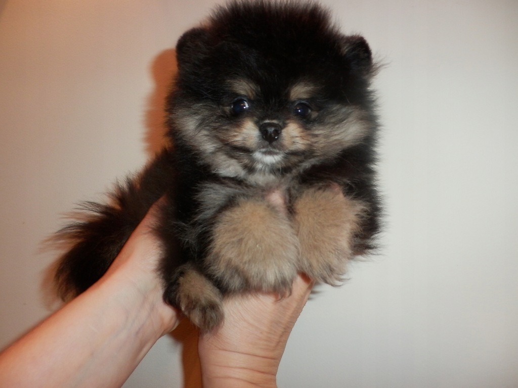 Szpic Miniaturowy Pomeranian typ BOO XXXS UNIKAT 7695735036