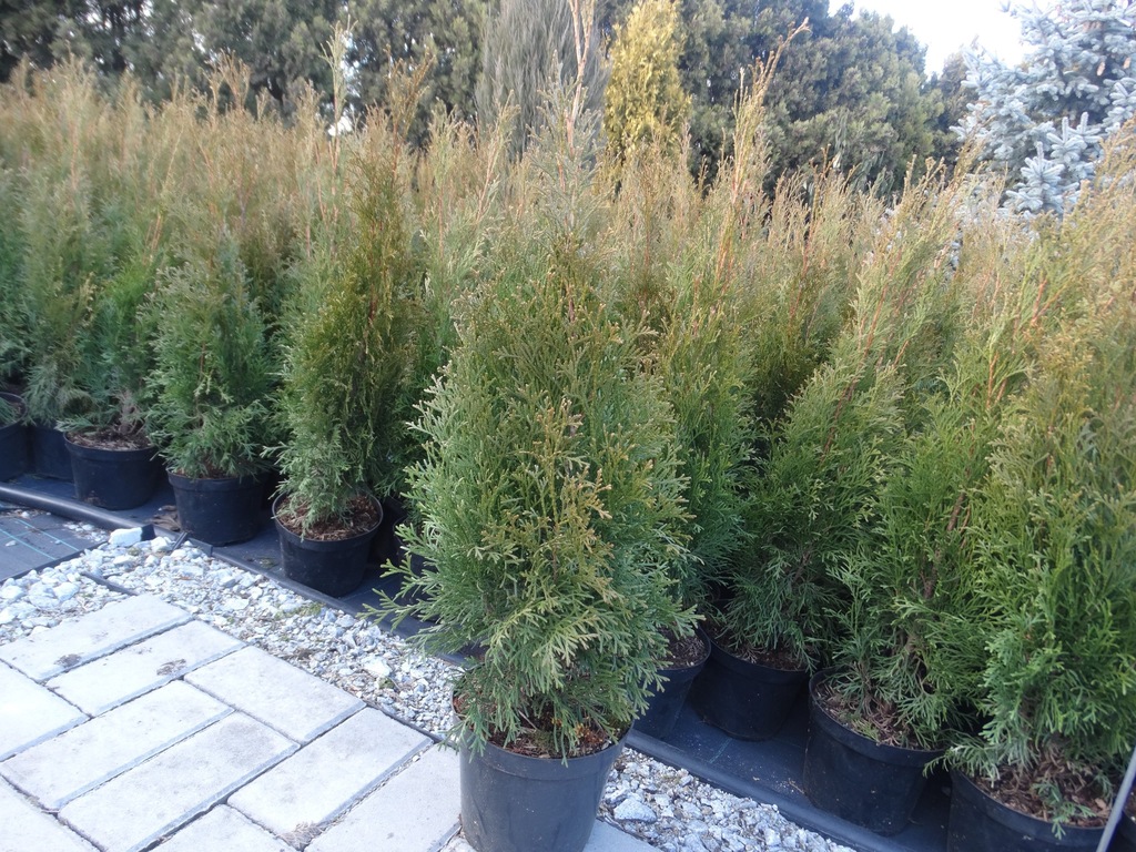 Thuja Szmaragd 60-70cm tuja szmaragdowa Leszno
