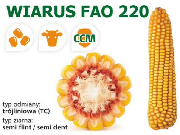 Nasiona kukurydzy Wiarus FAO 220,