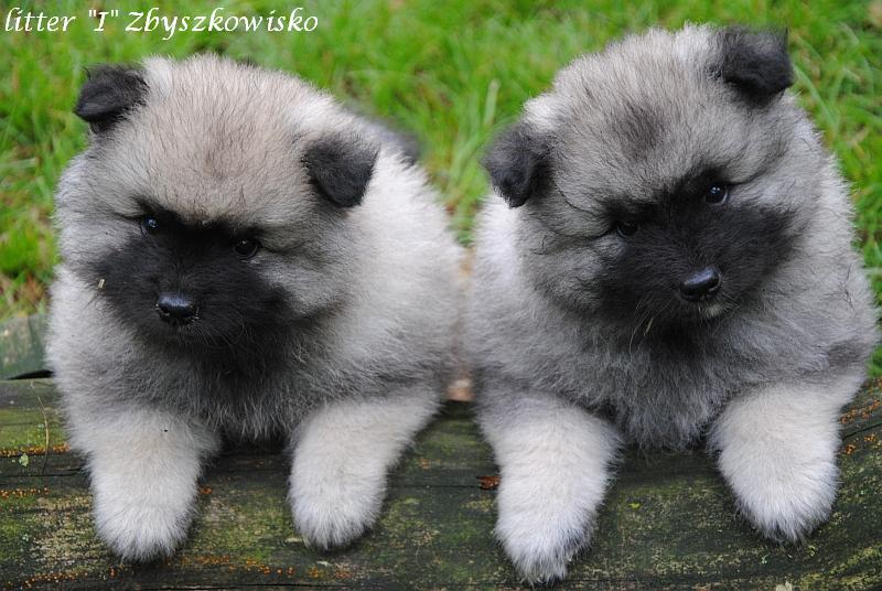 szpic wilczy keeshond rodowodowe szczenięta