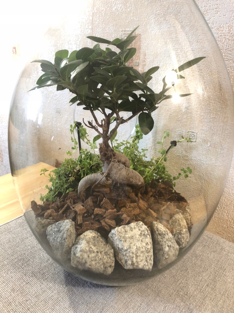 Słoik mech szklany las ogród bonsai