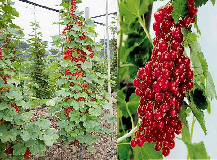 PORZECZKA kolumnowa PIENNA_do DONIC_ OWOCUJE 60cm_