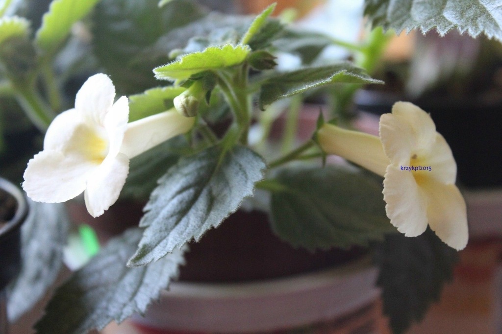 Achimenes -YELLOW GLORY -kłącze-nowość.