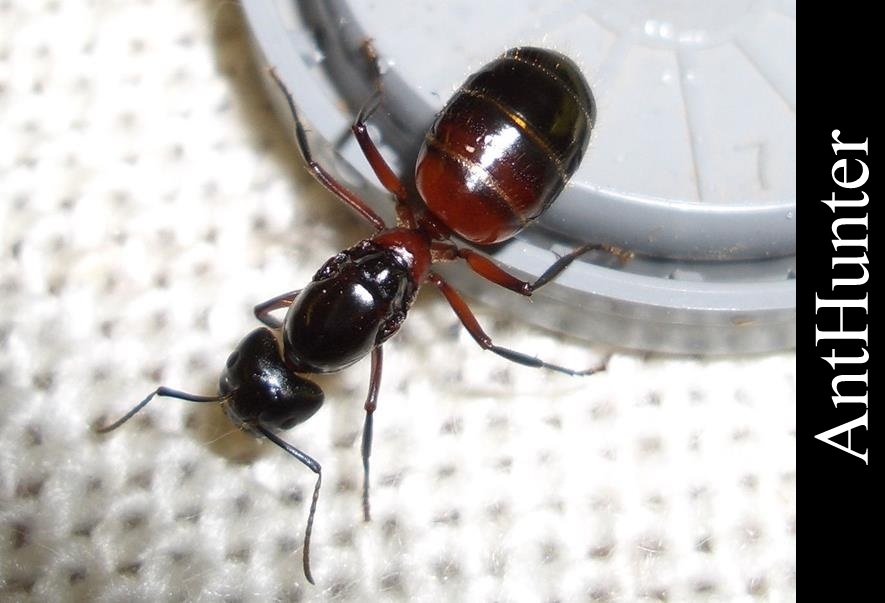 Mrówki Camponotus ligniperda - Q 2018