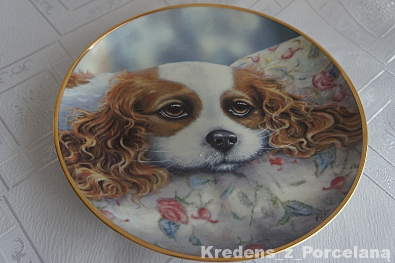 Talerz - Cavalier king charles spaniel nr1