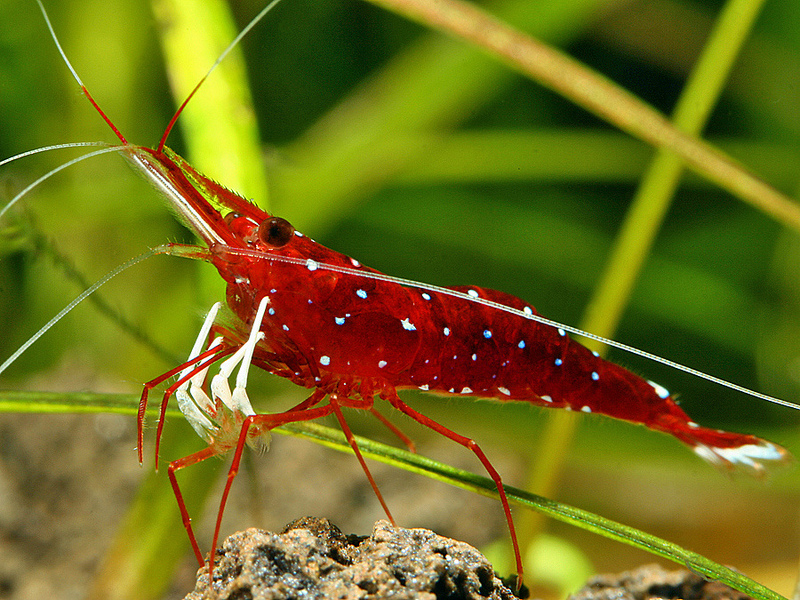 KARDYNAŁ CARIDINA DENNERLI SP. CARDINAL SULAWESI