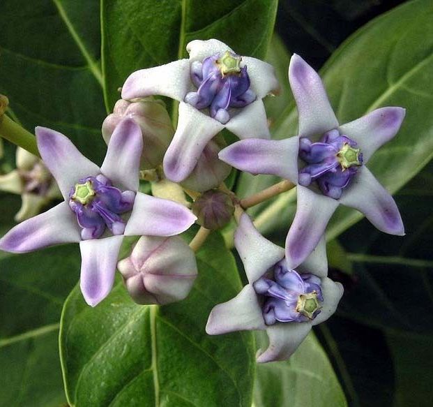 *Calotropis gigantea-Mleczara olbrzymia