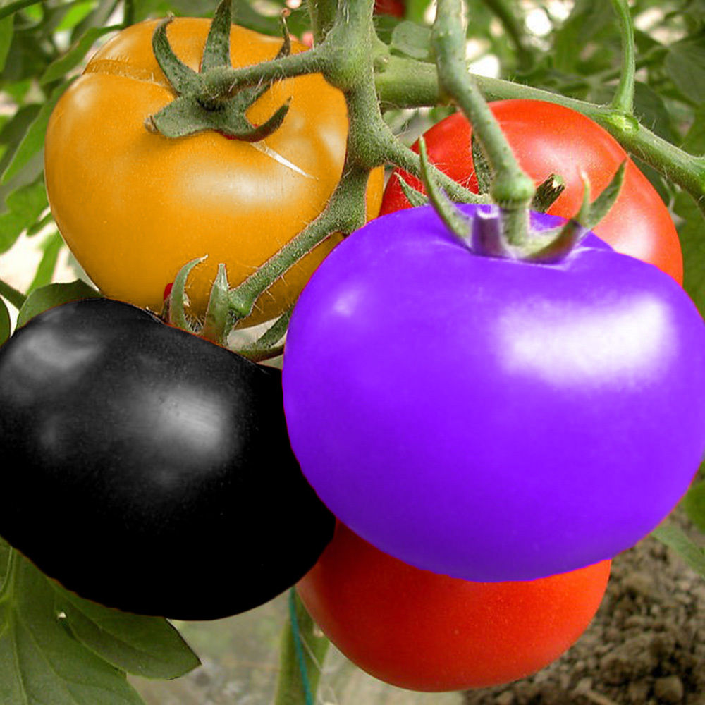 pomidor-kolorowy-nasiona-25-sztuk-7418461944-oficjalne-archiwum
