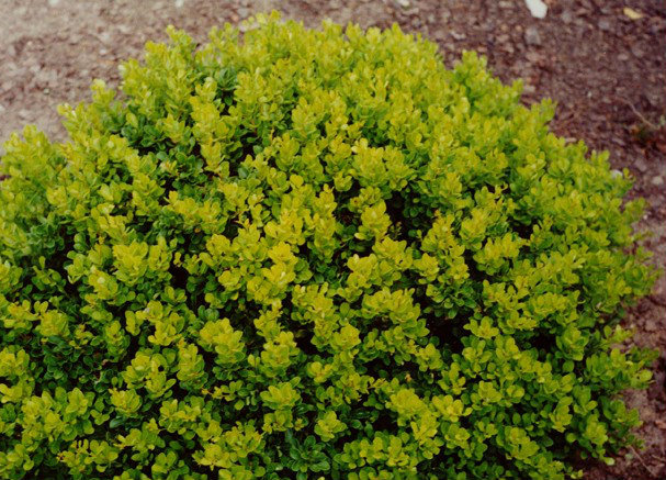Berberys Thunberga Kobold Miniaturowe zielone kule