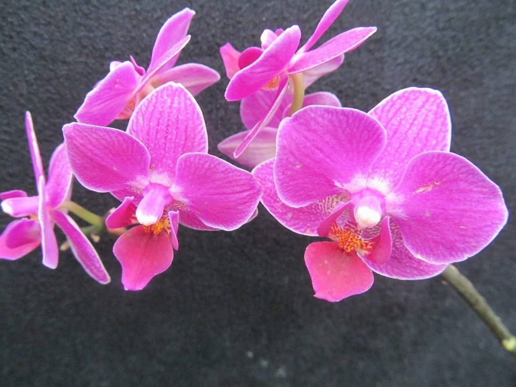 Phalaenopsis Sogo Yenlin 'Coffee' (FS)