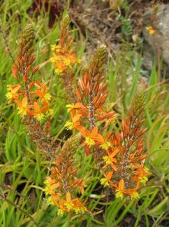 Bulbine krzewiasta (Bulbine frutescens), Zioła