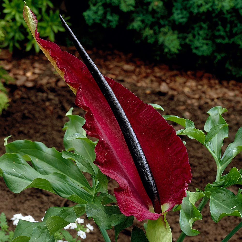 acm ARUM DRACUNCULUS SMOCZA LILIA ORYGINALNA BULWA