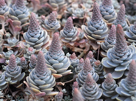 Orostachys 'Iwarenge' - Rojnikowiec szary