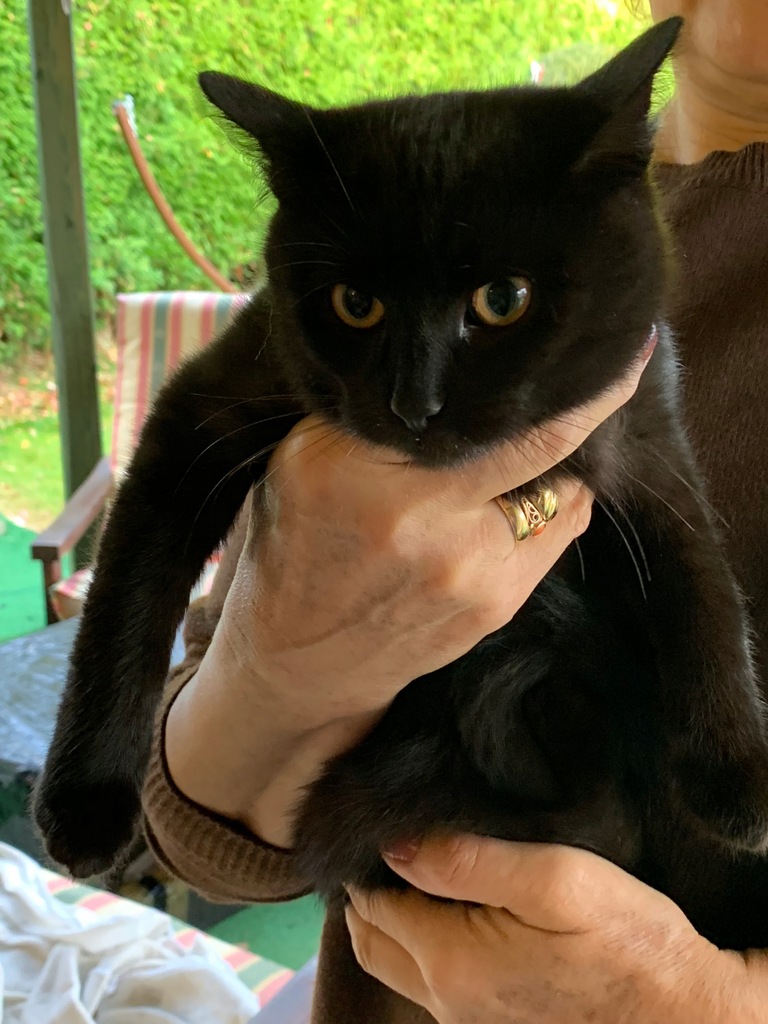 ODDAM SLICZNE KOTKI DO ADOPCJI W DOBRE RĘCE