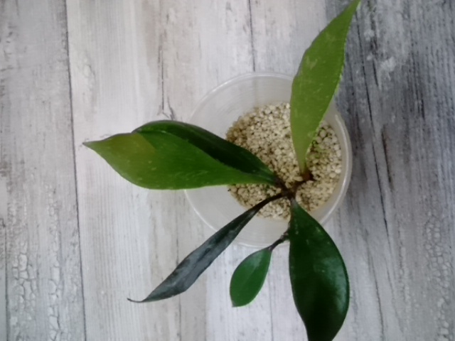 HOJA HOYA PUBICALYX RHP- ROSNĄCA