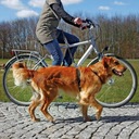 Vodítko na bicykel Jogging Výťah TRIXIE 2m Maximálna dĺžka vodítka 2 m