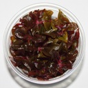 Alternanthera sp. Bronze- w żelu- akwa_fan