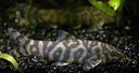 Ryba Bocja lohachata siatkowata Botia almorhae Wielkość minimalna 3 cm