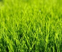 ZÁHRADNÁ TRÁVNIKOVÁ TRÁVA UNIVERZÁLNE SEMENÁ Hmotnosť trávy 25 kg